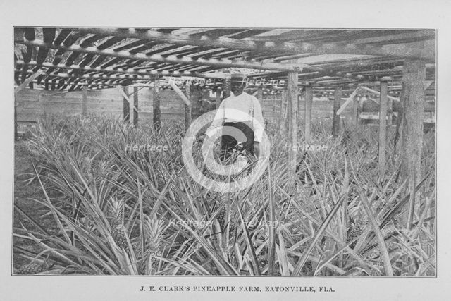 J. E. Clark's pineapple farm, Eatonville, Fla., 1907. Creator: Unknown.