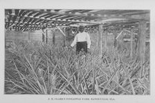 J. E. Clark's pineapple farm, Eatonville, Fla., 1907. Creator: Unknown