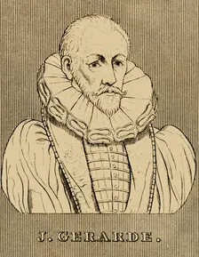 J. Gerarde (c1545-1612), 1830. Creator: Unknown