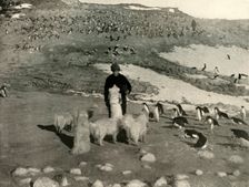 Joyce and the Dogs in the Penguin Rookery c1908, (1909)