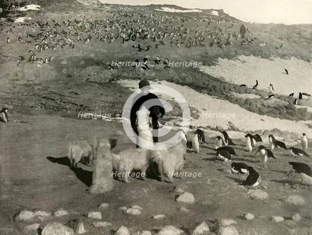 'Joyce and the Dogs in the Penguin Rookery', c1908, (1909).  Artist: Unknown.