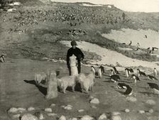 Joyce and the Dogs in the Penguin Rookery c1908, (1909)