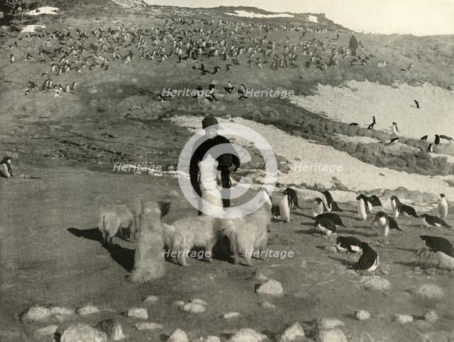 'Joyce and the Dogs in the Penguin Rookery', c1908, (1909).  Artist: Unknown.