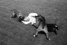 John Surtees playing with his pet dogs at home 1966. Creator: Unknown