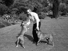 John Surtees playing with his pet dogs at home 1966. Creator: Unknown