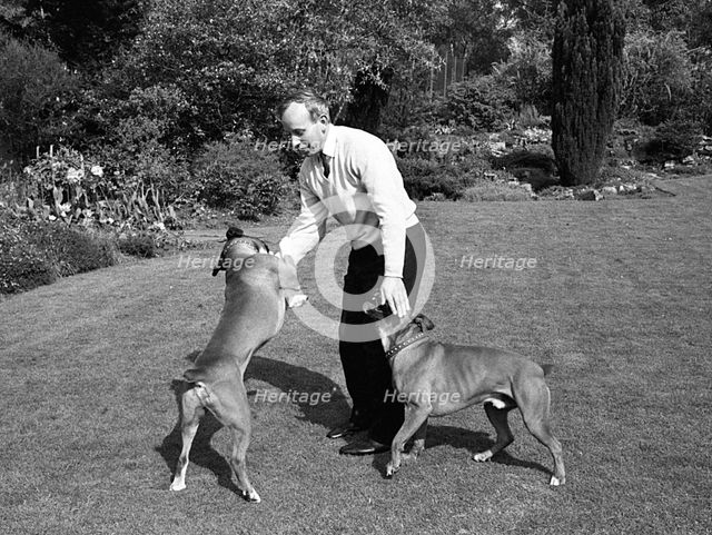 John Surtees playing with his pet dogs at home 1966. Creator: Unknown.