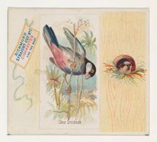 Java Grosbeak, from the Song Birds of the World series (N42) for Allen & Ginter Cigarettes..., 1890. Creator: Allen & Ginter