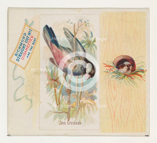 Java Grosbeak, from the Song Birds of the World series (N42) for Allen & Ginter Cigarettes..., 1890. Creator: Allen & Ginter.