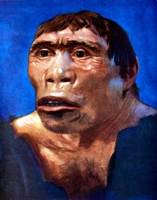 Java Man (Pithecanthropus erectus)