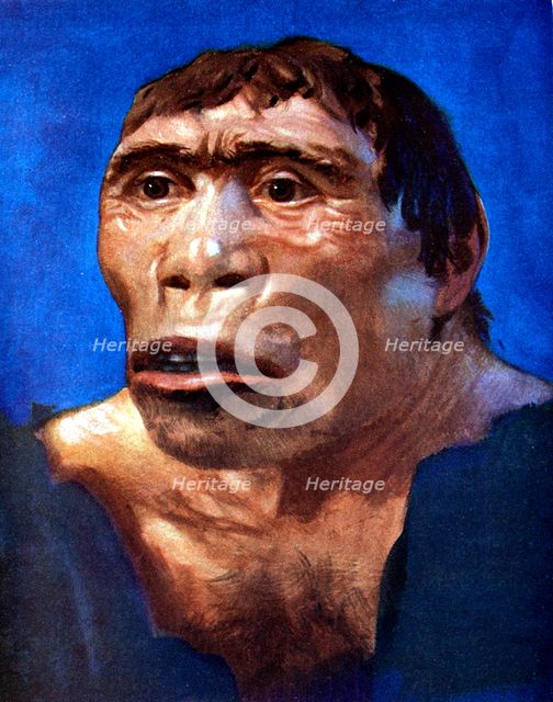 'Java Man' (Pithecanthropus erectus). Artist: Unknown