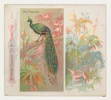 Java Peacock, from Birds of the Tropics series (N38) for Allen & Ginter Cigarettes, 1889. Creator: Allen & Ginter