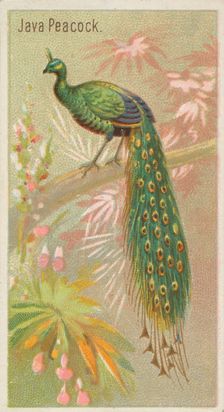 Java Peacock, from the Birds of the Tropics series (N5) for Allen & Ginter Cigarettes Brands, 1889. Creator: Allen & Ginter