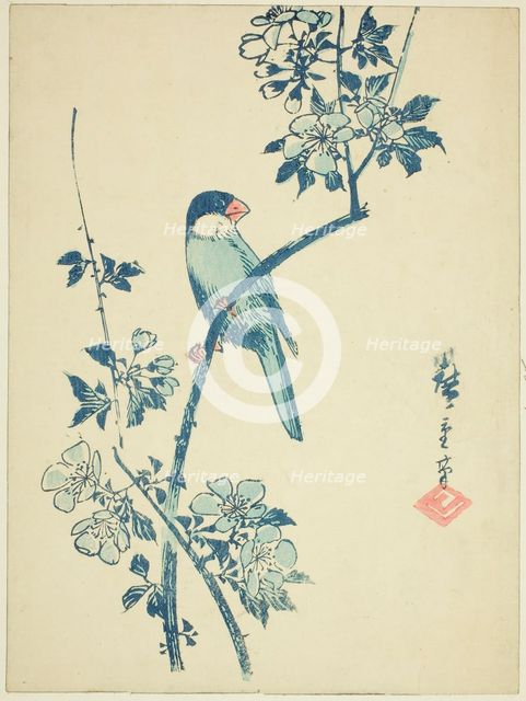 Java sparrow on cherry branch, c. 1830/44. Creator: Ando Hiroshige.