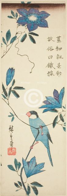 Java sparrow and clematis, 1830s. Creator: Ando Hiroshige.