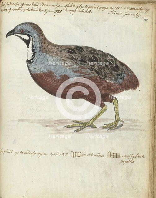 Javan quail, 1785. Creator: Jan Brandes.