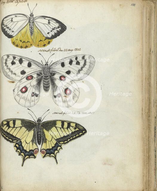 Javanese and Swedish butterflies, 1785-1806. Creator: Jan Brandes.
