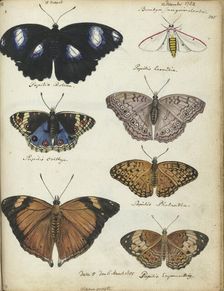Javanese butterflies, 1784-1785. Creator: Jan Brandes