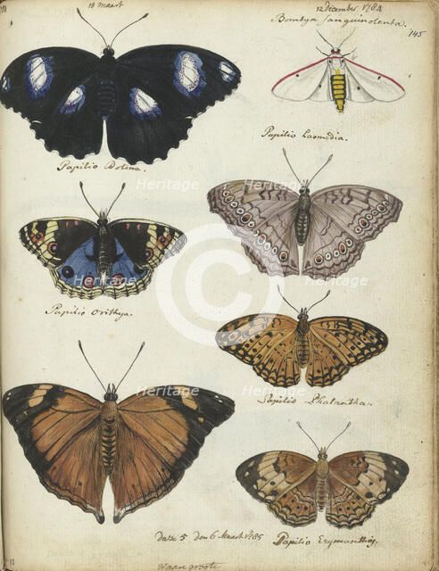 Javanese butterflies, 1784-1785. Creator: Jan Brandes.