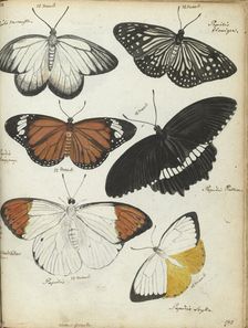 Javanese butterflies, 1784. Creator: Jan Brandes