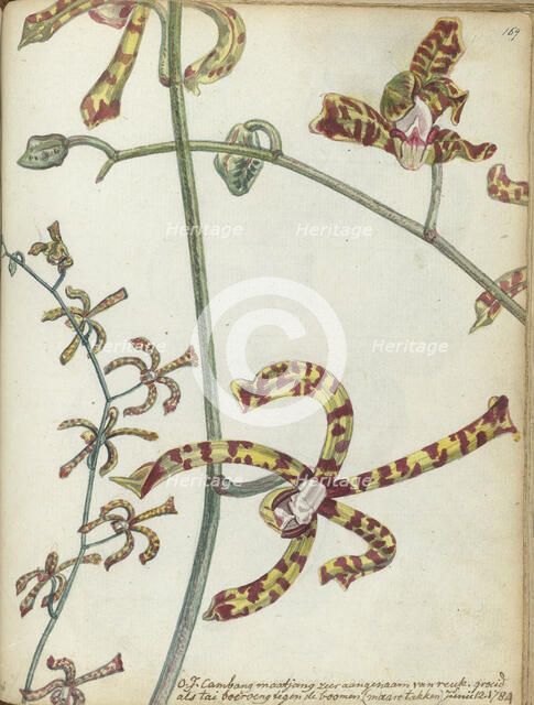 Javanese flower 'Cambang Matjang', 1784. Creator: Jan Brandes.