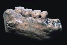 Jaw and teeth of Java Man