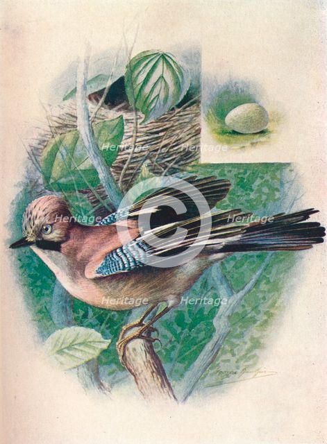 'Jay- Gar'rulus glanda'rius', c1910, (1910). Artist: George James Rankin.