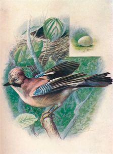 Jay- Gar'rulus glanda'rius c1910, (1910). Artist: George James Rankin