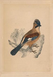 Jay (Garrulus glandarius), c1850, (1856)