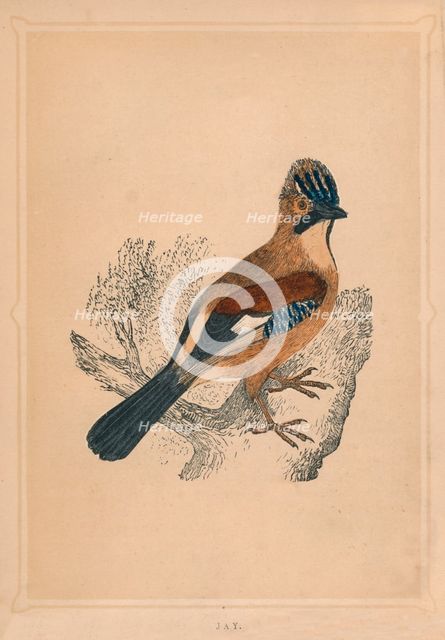 'Jay', (Garrulus glandarius), c1850, (1856). Artist: Unknown.