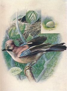 Jay- Gar'rulus glanda'rius c1910, (1910). Artist: George James Rankin