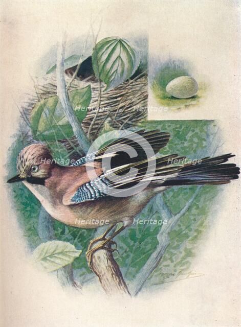 'Jay- Gar'rulus glanda'rius', c1910, (1910). Artist: George James Rankin.