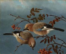 Jays, 1877. Creator: Ferdinand von Wright