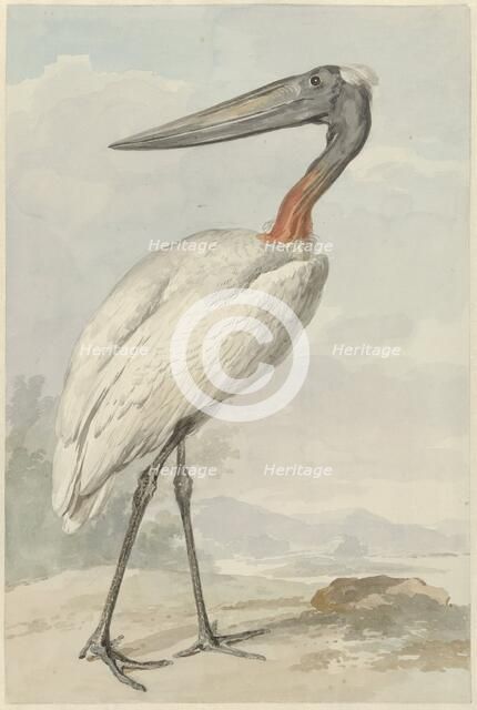 Jabiroe (Jabiroe Mycteria), 1770. Creator: Aert Schouman.