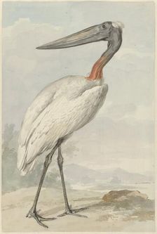 Jabiroe (Jabiroe Mycteria), 1770. Creator: Aert Schouman