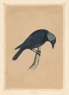 Jackdaw (Corvus monedula), c1850, (1856)