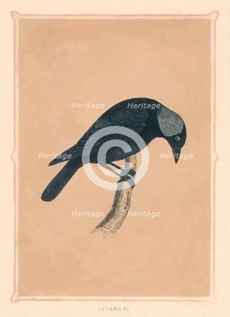 'Jackdaw', (Corvus monedula), c1850, (1856). Artist: Unknown.