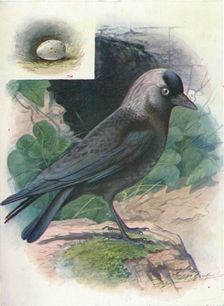 Jackdaw - Cor'vus moned'ula c1910, (1910). Artist: George James Rankin