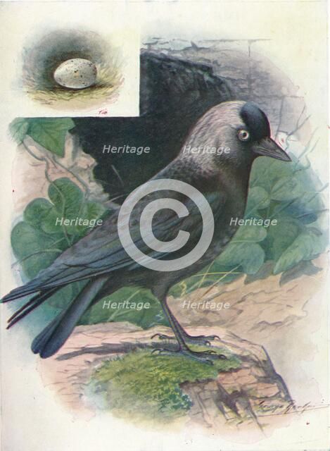 'Jackdaw - Cor'vus moned'ula', c1910, (1910). Artist: George James Rankin.