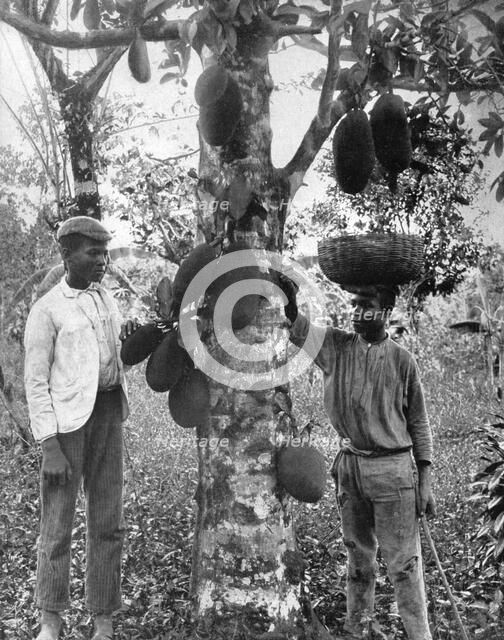Jackfruit, Jamaica, c1905.Artist: Adolphe Duperly & Son