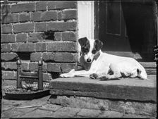 Jack (a terrier) sitting on a doorstep beside a boot scraper, Buckinghamshire, 1910. Creator: Katherine Jean Macfee