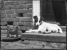 Jack (a terrier) sitting on a doorstep beside a boot scraper, Buckinghamshire, 1910. Creator: Katherine Jean Macfee