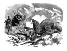 Jack Curling's narrow escape from a ferocious bear, 1855