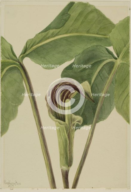 Jack-in-the-pulpit (Arisaema triphyllum), 1917. Creator: Mary Vaux Walcott.