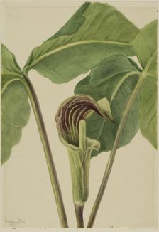Jack-in-the-pulpit (Arisaema triphyllum), 1917. Creator: Mary Vaux Walcott