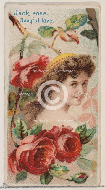 Jack Rose: Bashful Love, from the series Floral Beauties and Language of Flowers (N75) for..., 1892. Creator: Donaldson Brothers.