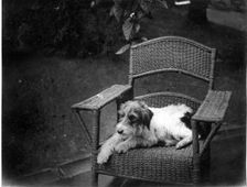 Jack Russell Terrier Dog on wicker chair, Kilternan Abbey, Golden Ball, Ireland c1895. Creator: Robert Augustus Henry L'Estrange