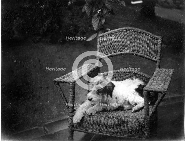 Jack Russell Terrier Dog on wicker chair, Kilternan Abbey, Golden Ball, Ireland c1895. Creator: Robert Augustus Henry L'Estrange.