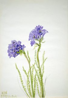 Jacob's Ladder (Polemonium viscosum), 1937. Creator: Mary Vaux Walcott