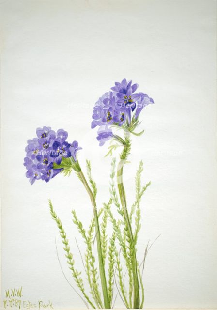 Jacob's Ladder (Polemonium viscosum), 1937. Creator: Mary Vaux Walcott.
