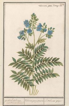 Jacob's Ladder (Polemonium Caerulum), 1596-1610. Creators: Anselmus de Boodt, Elias Verhulst
